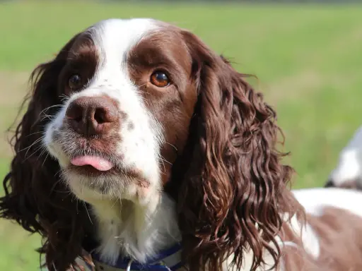 Uroczy springer spaniel angielski z wystawionym języczkiem, patrzący w bok.