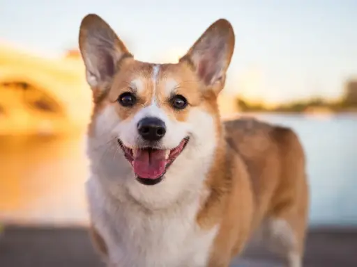 Uśmiechnięty corgi pembroke a cardigan, z uszami sterczącymi do góry, cieszy się ciepłym zachodem słońca nad wodą.