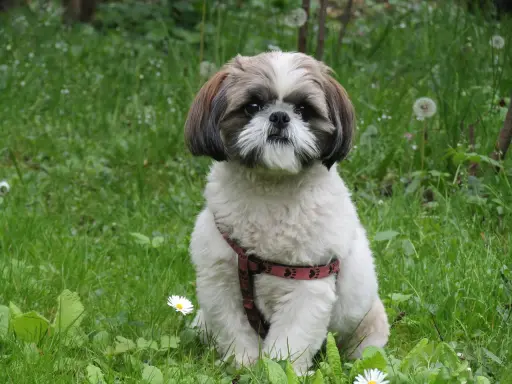 Uroczy shih tzu w czerwonej obroży siedzi na trawie. Jego waga jest idealna, by mógł cieszyć się spacerami.