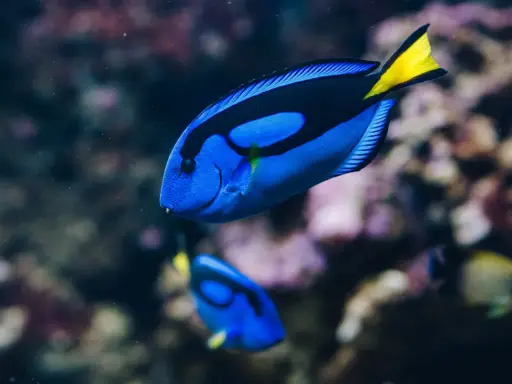 Dory, jaka to ryba? To błękitny pokolec z żółtym ogonem, pływający w akwarium.