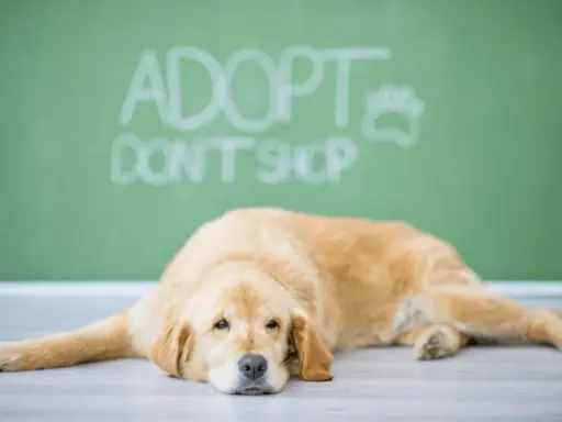 Lękliwy pies ze schroniska leży na podłodze, a za nim napis "Adoptuj, nie kupuj".