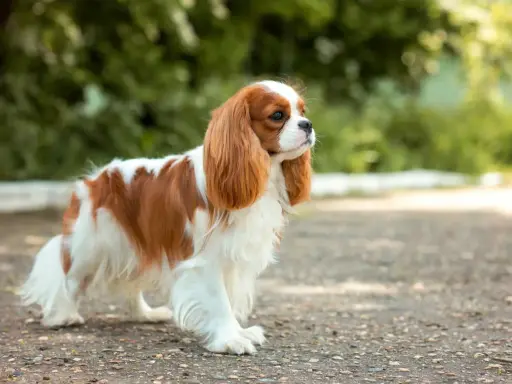 Uroczy king charles spaniel a cavalier, o rudych i białych łapkach, stoi na ścieżce wśród zieleni.