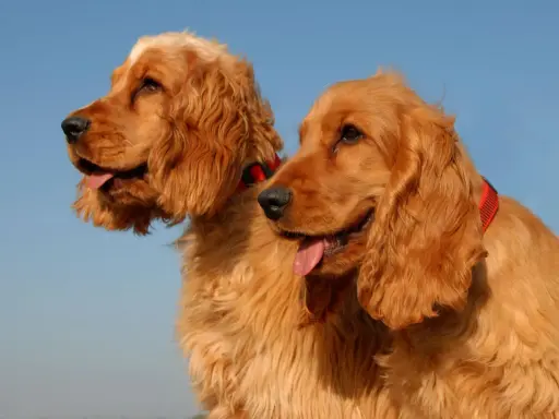 Dwa urocze psy rasy cocker spaniel z rudym futrem i długimi uszami, patrzące w bok na tle błękitnego nieba.