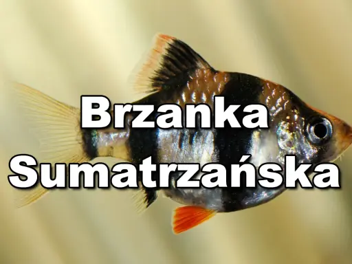 Brzanka sumatrzańska, popularna ryba akwariowa, z charakterystycznymi czarno-białymi pasami i pomarańczową płetwą.