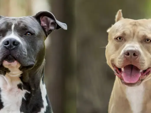 Dwa psy, amstaff i staffik, patrzą w obiektyw. Jeden jest szary z białymi znaczeniami, drugi beżowy.