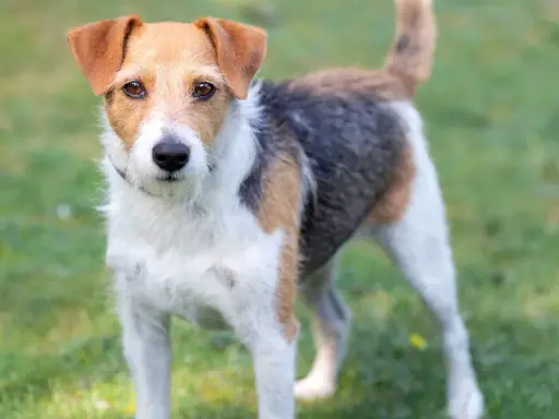 Parson Russell Terrier o trójkolorowym umaszczeniu stoi na zielonej trawie, gotowy do zabawy.