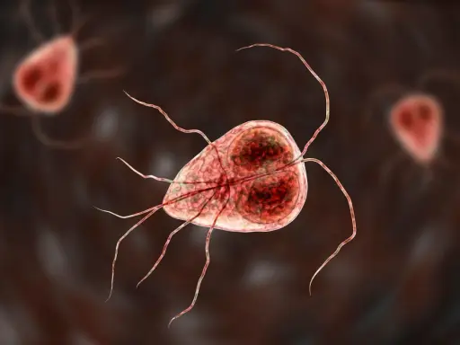 Mikroskopijny obraz pasożyta Giardia, który może powodować problemy zdrowotne u kotów.