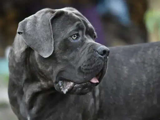 Potężny pies rasy Cane Corso z charakterystycznym uściskiem szczęki, z językiem lekko wysuniętym.