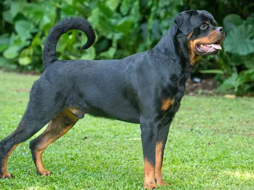 Potężny rottweiler z charakterystycznym czarnym umaszczeniem i rudymi znaczeniami, stoi na trawie.