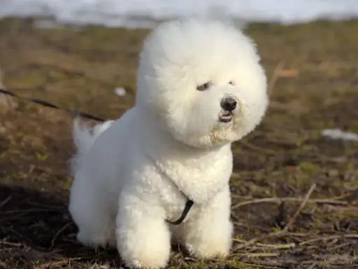 Puszysty bichon frise siedzi na trawie, z puszystą głową i ciekawskim spojrzeniem.