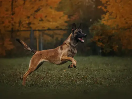 Owczarek belgijski malinois, pies policyjny, w skoku na tle jesiennych drzew.