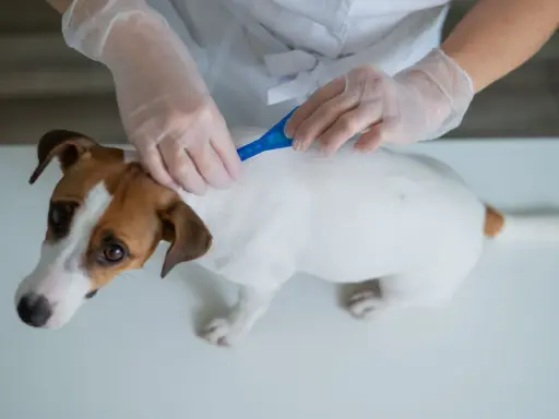 Weterynarz pokazuje, jak zaczipować psa. Biały piesek Jack Russell Terrier otrzymuje środek przeciwpasożytniczy.