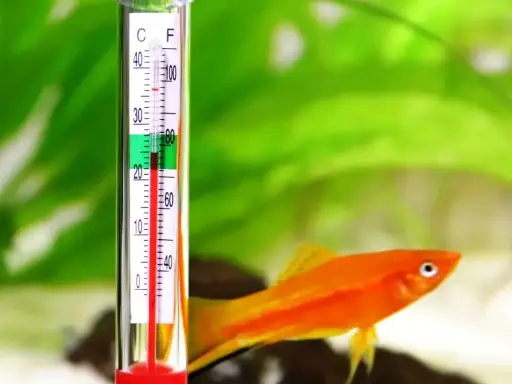 Termometr akwariowy pokazuje optymalną temperaturę wody dla glonojada.