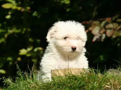 Uroczy szczeniak coton de tulear siedzi w trawie, z zaciekawieniem patrząc przed siebie.
