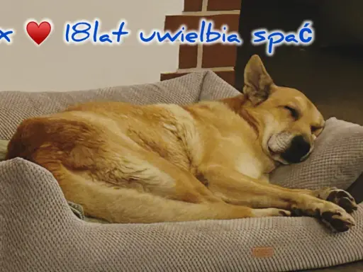 Max, 18-latek, uwielbia spać. Czy psy mają sny? Max pewnie śni o gonieniu wiewiórek.