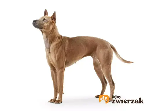 Elegancki pies rasy Thai Ridgeback, znany ze swojego niezależnego charakteru, prezentuje się dumnie na białym tle.