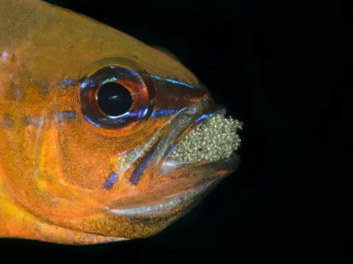 Pomarańczowa rybka danio, z niebieskimi akcentami, ostrożnie nosi w pysku liczne jajeczka.