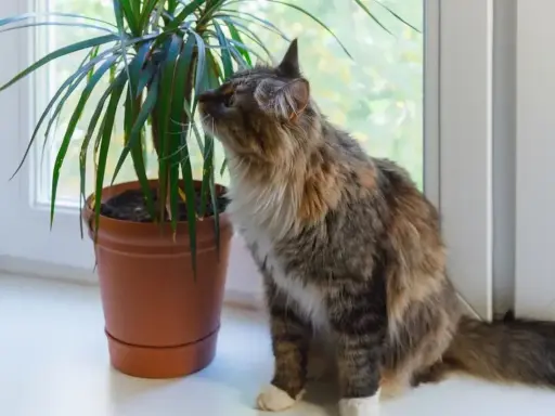 Puszysty kotek z zaciekawieniem wącha liście draceny na parapecie.