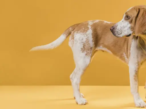 Pies beagle, z brązowo-białym umaszczeniem, zaciekle gryzie swój ogon na żółtym tle.