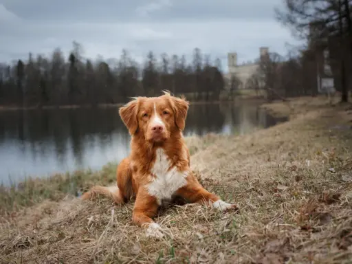 Rudy pies rasy Nova Scotia Duck Tolling Retriever leży na trawie nad jeziorem. W tle widać drzewa i budynek.