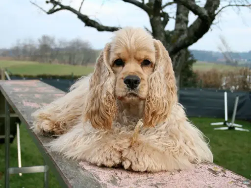 Uroczy cocker spaniel pies z długimi uszami leży na drewnianej kładce, gryząc przysmak.