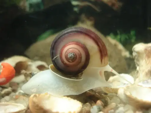 Ślimak z muszlą w spirali, przygotowuje się do rozmnażania.