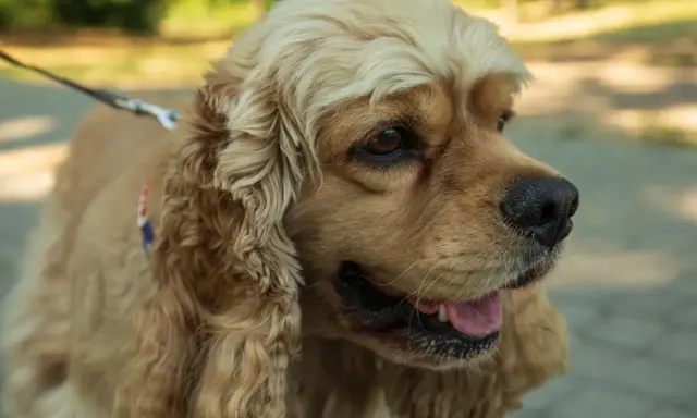 Uroczy cocker spaniel cavalier z długimi, falującymi uszami i błyszczącymi oczami, gotowy na spacer.