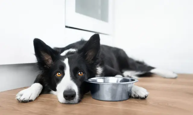 Smutny border collie krótkowłosy leży obok pustej miski, czekając na jedzenie.