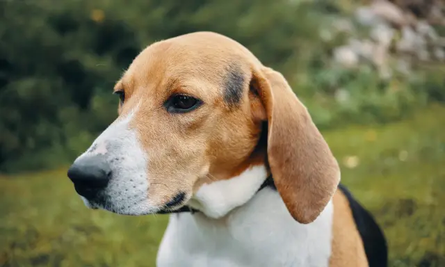 Uroczy pies rasy beagle z charakterystycznym umaszczeniem, z uwagą wpatruje się w dal.