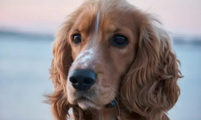 Uroczy cocker spaniel odmiany rudy z białym znaczeniem na pysku, z pofalowanymi uszami i błyszczącymi oczami.