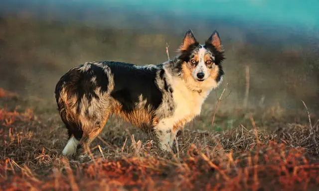 Piękny border collie australijski w naturalnym otoczeniu, z błyszczącymi oczami i charakterystycznym umaszczeniem.