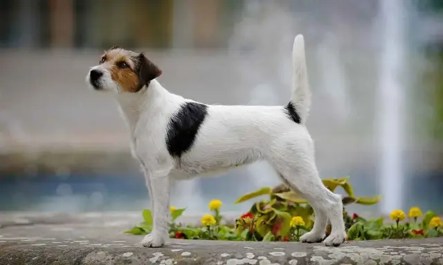 Parson russell terrier, pies o żywym usposobieniu, cieszy się długą **parson russell terrier długość życia** dzięki dobrej opiece.
