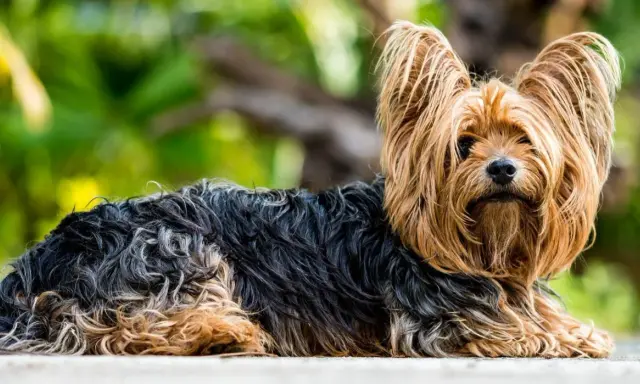 Yorkshire terrier z długą, falującą sierścią w odcieniach czerni i złota. Oto jak powinien wyglądać rasowy york.
