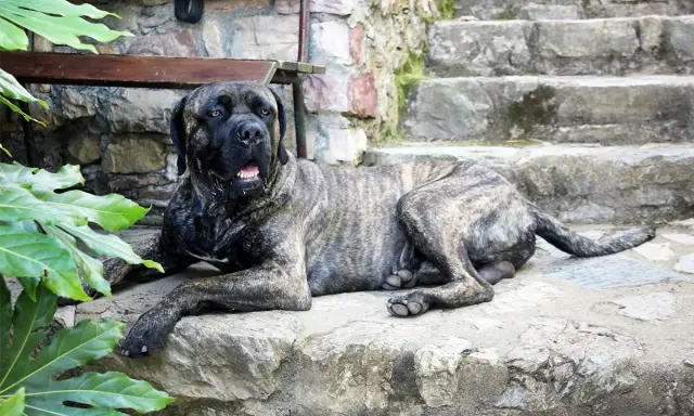 Potężny cane corso italiano leży na kamiennych schodach, odpoczywając w cieniu zielonych liści.
