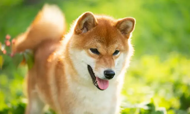 Rudy pies rasy Shiba Inu, jeden z psów średniej wielkości, cieszy się słońcem na zielonej łące.