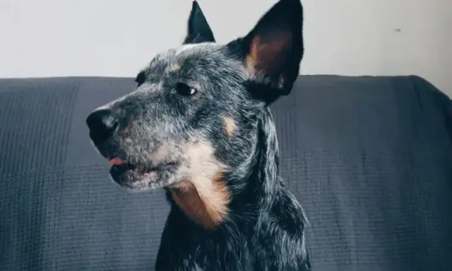 Portret australijskiego psa pasterskiego z wyrazistymi uszami, siedzącego na kanapie.