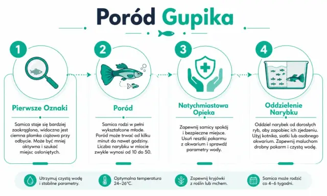 Ilustracja przedstawia etapy porodu gupika: pierwsze oznaki, sam poród, opiekę nad samicą i oddzielenie narybku.