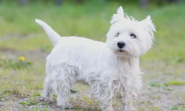 West highland white terrier usposobienie: ten biały, kudłaty piesek z pewnością ma wesołe usposobienie.