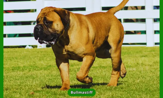 Potężny bullmastiff na trawie. Czy bullmastiff jest agresywny? Zależy od wychowania i socjalizacji, ale zazwyczaj są to psy łagodne i lojalne.