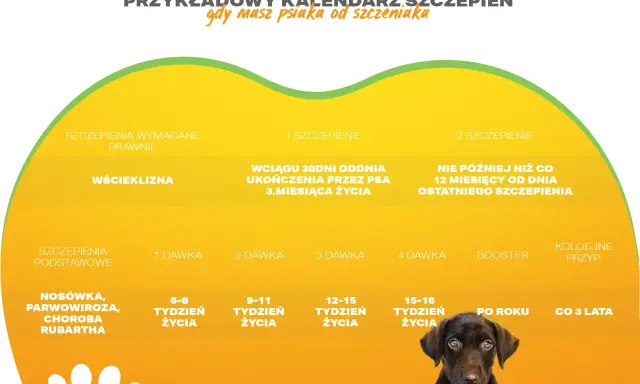 Kalendarz szczepień psa: wścieklizna co 3 lata, podstawowe co rok. Szczepienia na choroby zakaźne zaczynają się od 6-8 tygodnia życia.