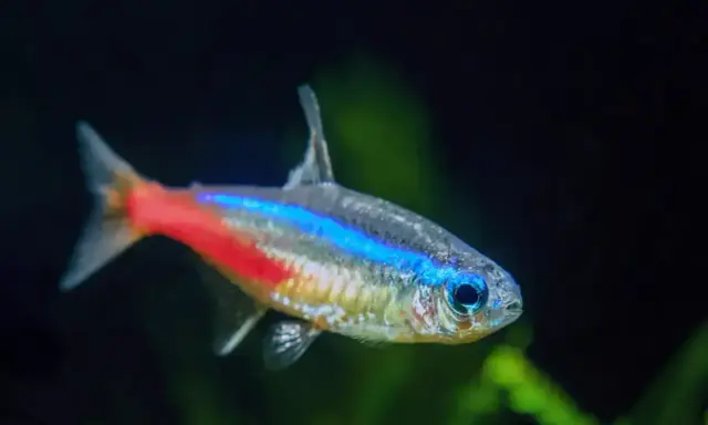Neonowy tetra z niebiesko-czerwonym pasem. Poznaj tetra fluo wymagania, by zapewnić mu idealne warunki w akwarium.