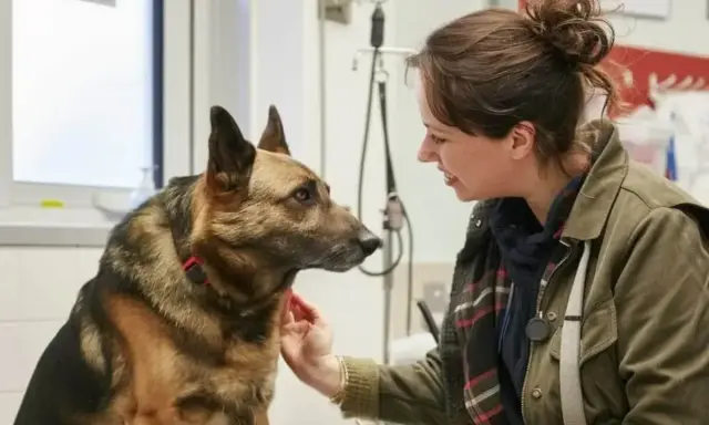 Weterynarz głaszcze owczarka niemieckiego, badając jego stan zdrowia. Może to być związane z badaniem poziomu lipazy u psa.