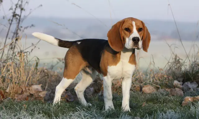 Dorosły beagle, tricolor, stoi na mroźnej trawie.