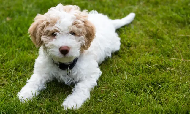 Uroczy szczeniak rasy lagotto, z pofalowaną sierścią w kolorze białym i beżowym, leży na zielonej trawie.