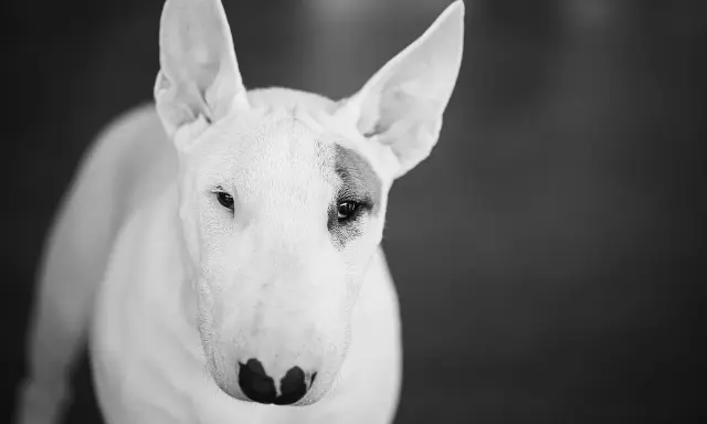 Bull terrier, pies o charakterystycznym wyglądzie, często postrzegany jako jedna z groźnych ras psów. Jego spojrzenie jest intensywne.
