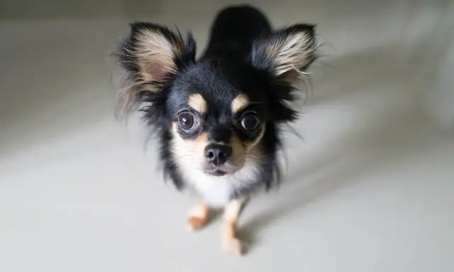 Uroczy chihuahua długowłosa, z wielkimi oczami i puszystymi uszami, patrzy w górę. Jego charakter to odwaga i przywiązanie.