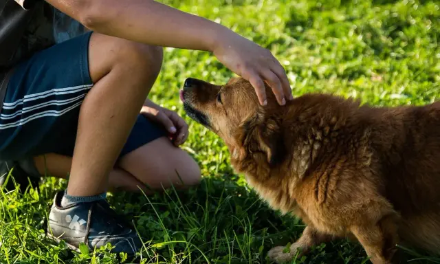 Dziecko klęczy na trawie i delikatnie głaszcze brązowego psa po głowie. Piesek z językiem na wierzchu cieszy się pieszczotami.