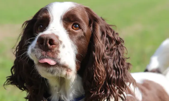 Uroczy springer spaniel angielski z wystawionym języczkiem, patrzący w bok.