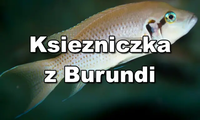 Jasnozłota ryba, księżniczka z Burundi, pływa w ciemnych wodach.