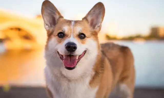 Uśmiechnięty corgi pembroke a cardigan, z uszami sterczącymi do góry, cieszy się ciepłym zachodem słońca nad wodą.